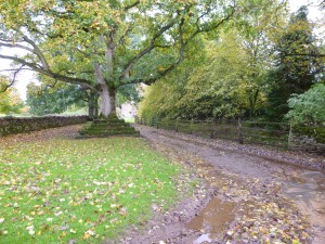 Sycamore at Great Ormside